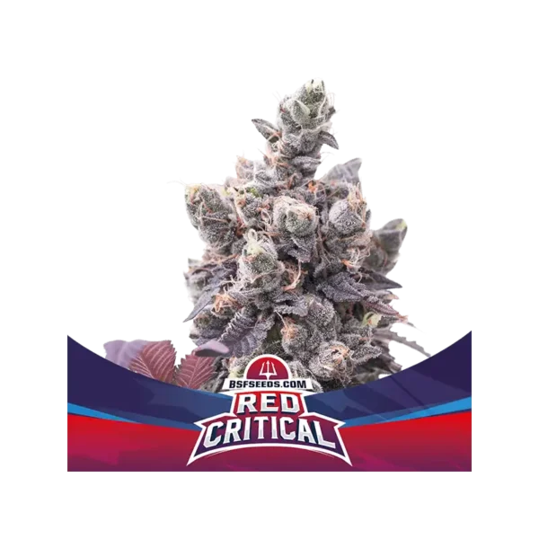 Red Critical Auto - Imagem 3