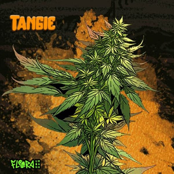Tangie Auto - Imagem 2