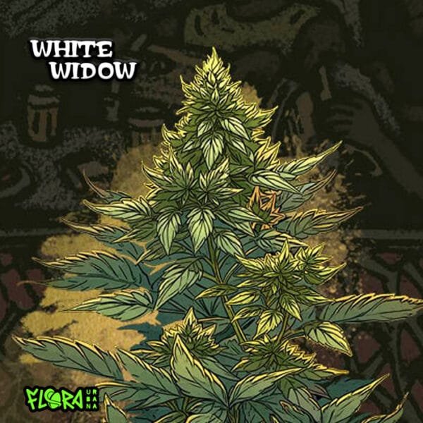 White Widow Auto - Imagem 2