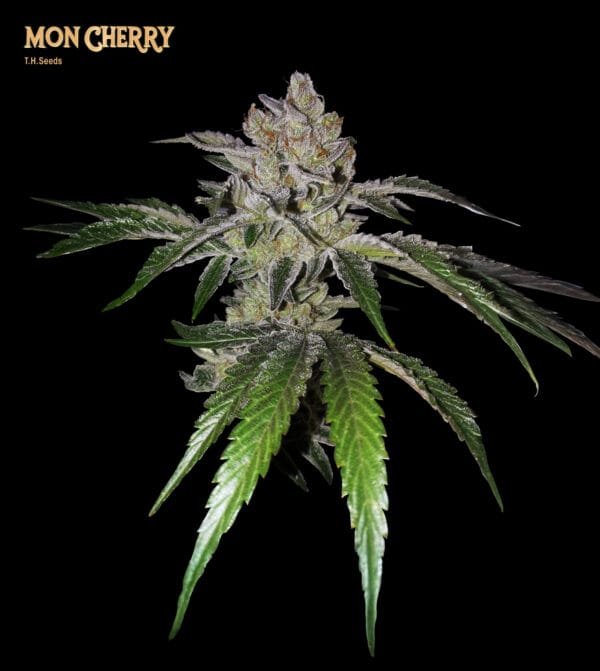 Mon Cherry - Imagem 2