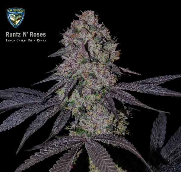 Runtz N' Roses - Imagem 3