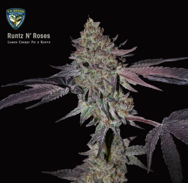 Runtz N' Roses - Imagem 2