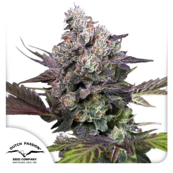 Candy Bubatz XL - Imagem 3