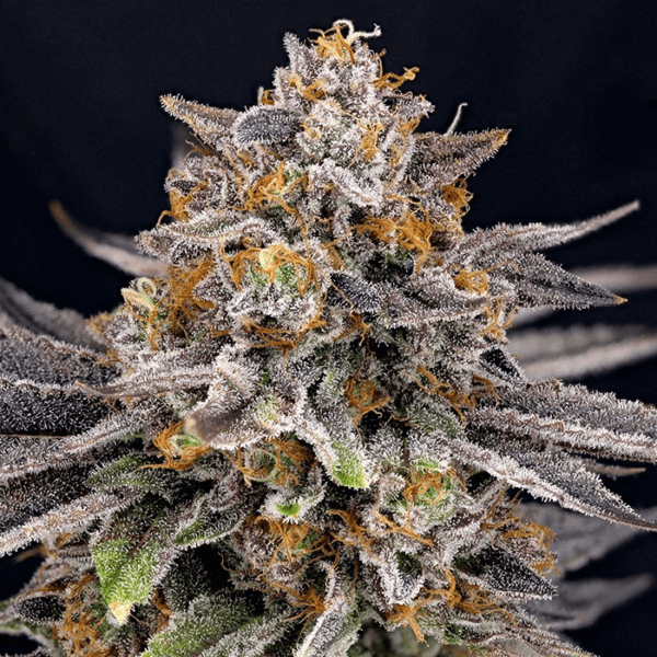 CandyGaz - Imagem 2