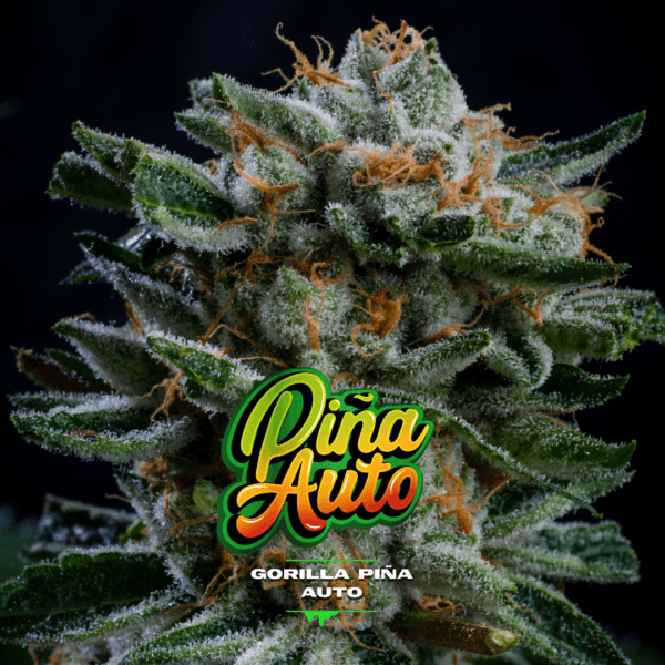 Gorilla Piña Auto - Imagem 2