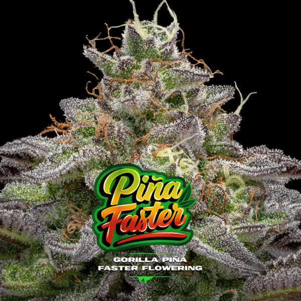 Gorilla Piña Faster - Imagem 2