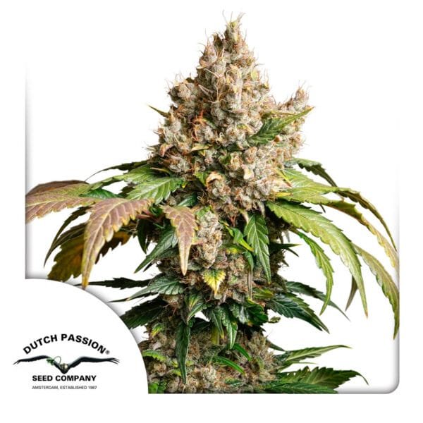 Auto Red Tropicana Cookies - Imagem 2