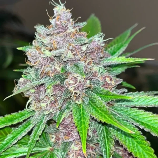 Black Cherries - Imagem 2