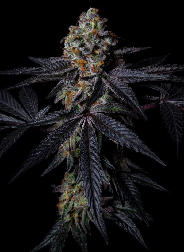 Diamond Dust - Imagem 2