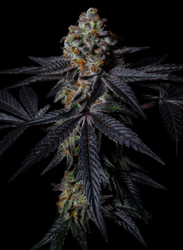 Diamond Dust - Imagem 2