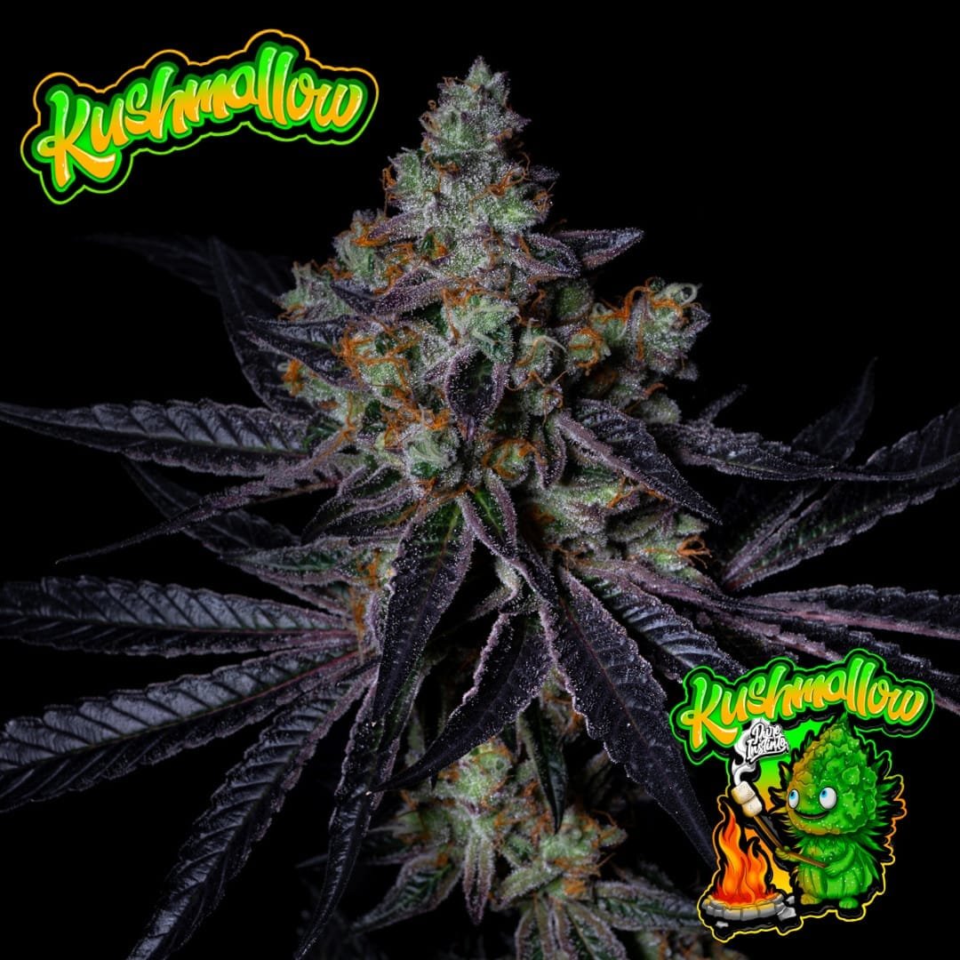 Kush Mallow