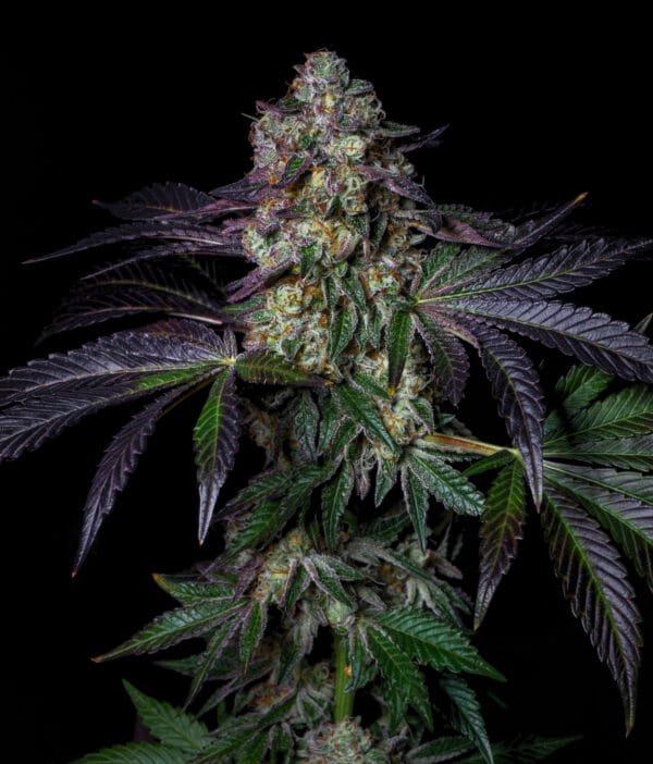 Kush Mallow - Imagem 3