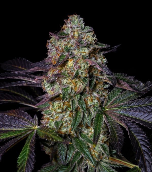 Kush Mallow - Imagem 2