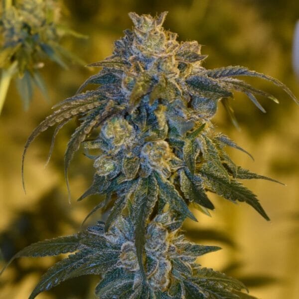 Old Red Sour - Imagem 2