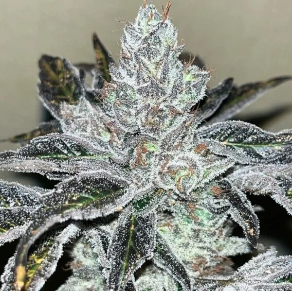 Oreoz Kosher - Imagem 2