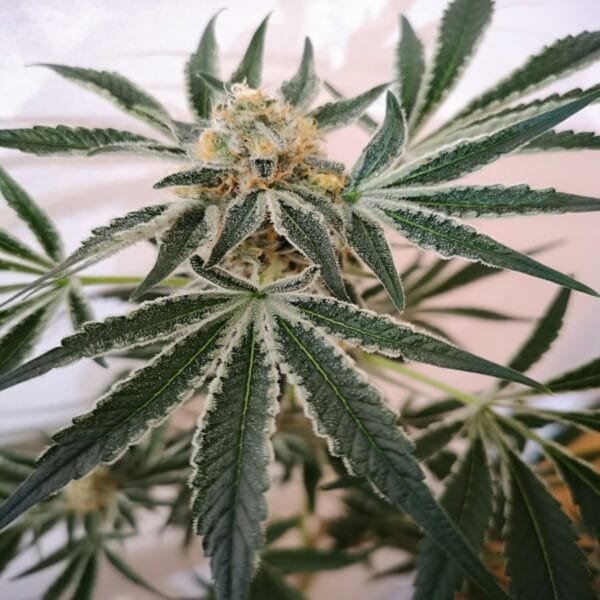 Petrol Skunk - Imagem 3