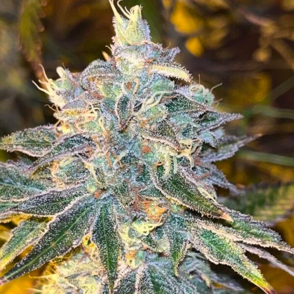 RS 11 Kosher - Imagem 2