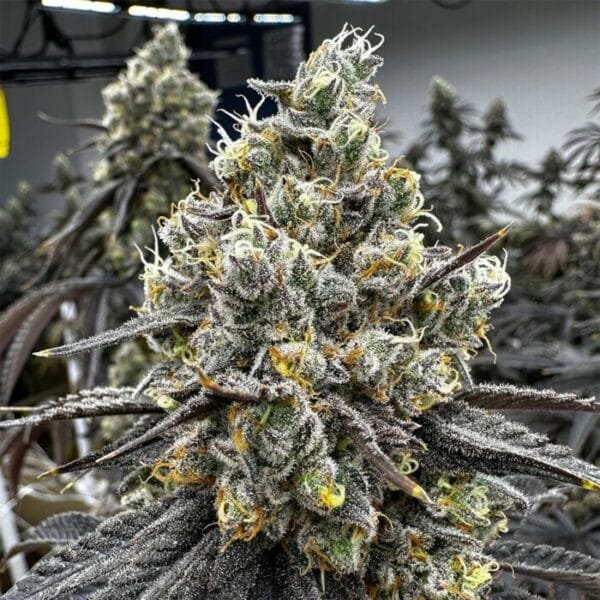 Velvet Kosher - Imagem 2