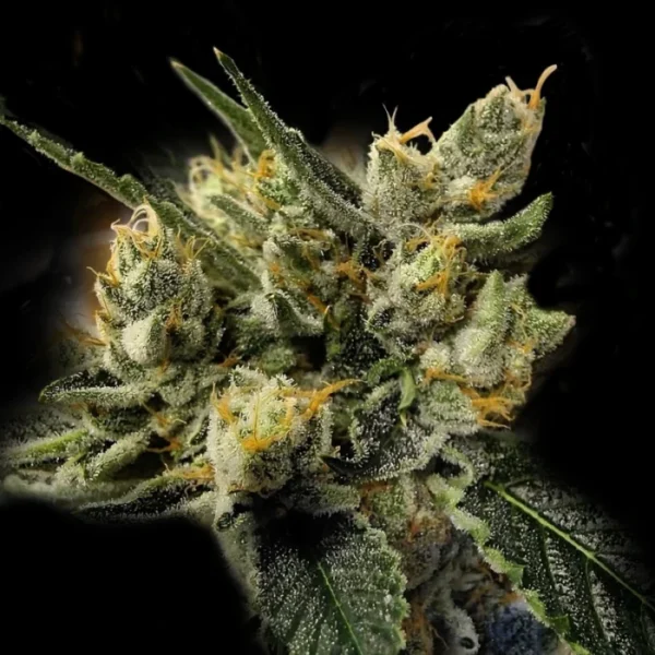 Garlic Kosher - Imagem 3