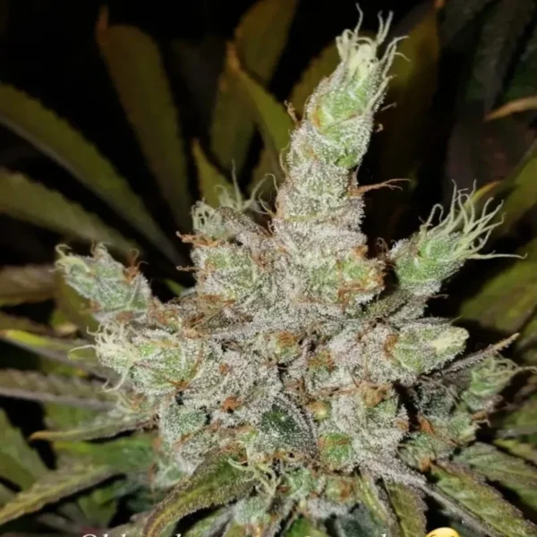 Old Red Sour - Imagem 3