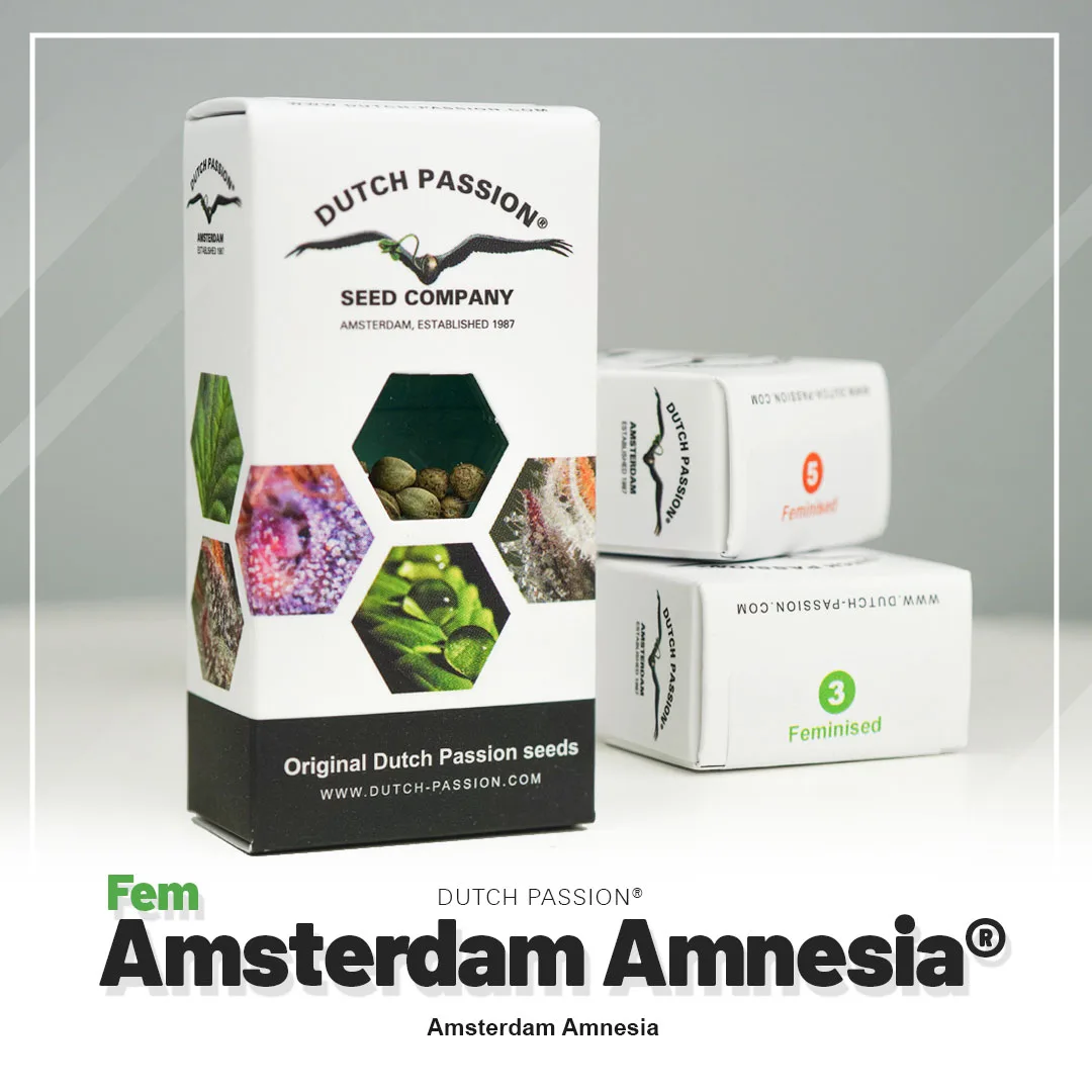 Amsterdam Amnesia®