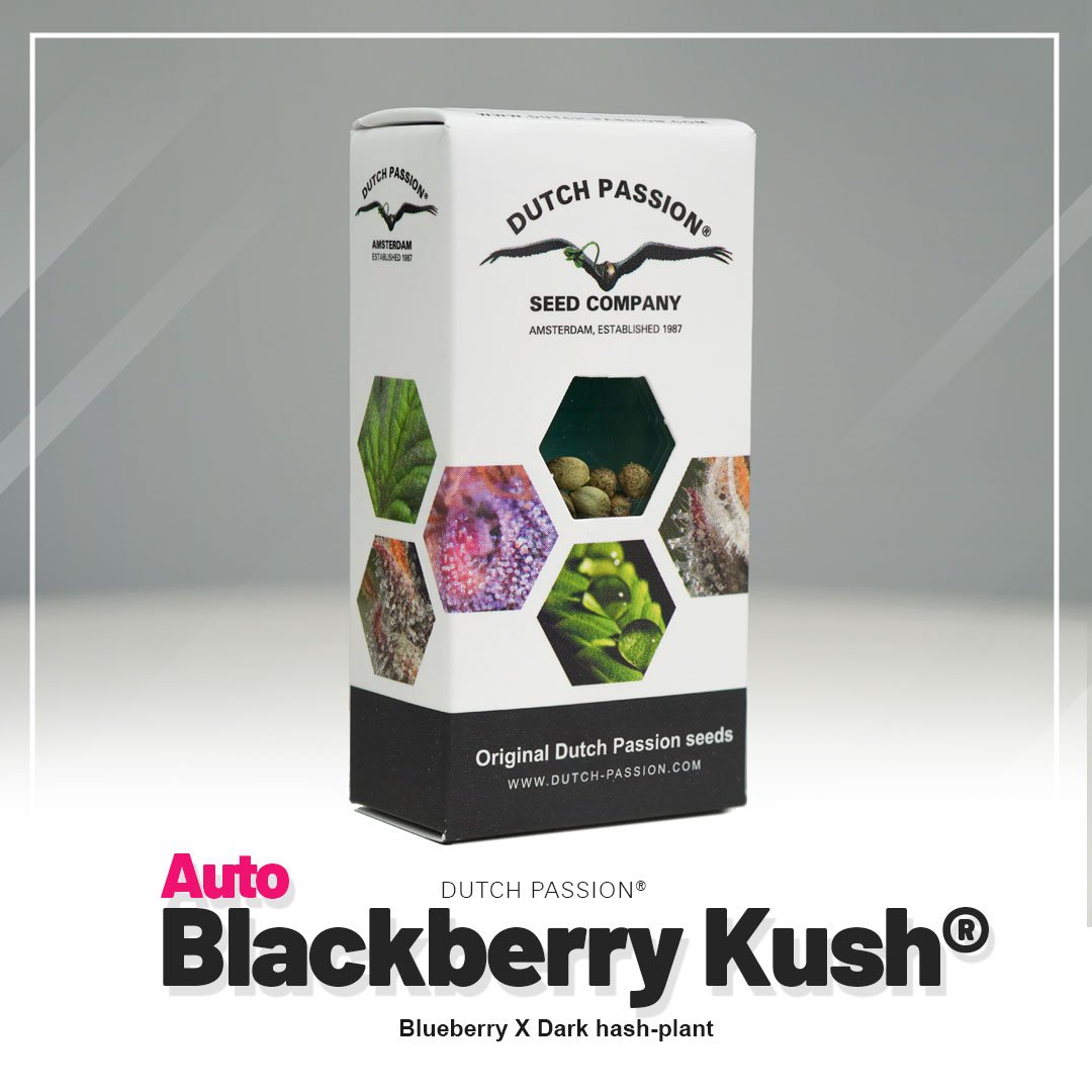 Auto Blackberry Kush®