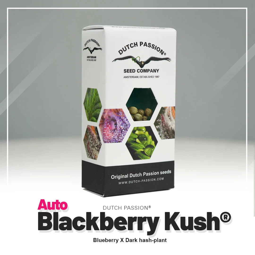 Auto Blackberry Kush®