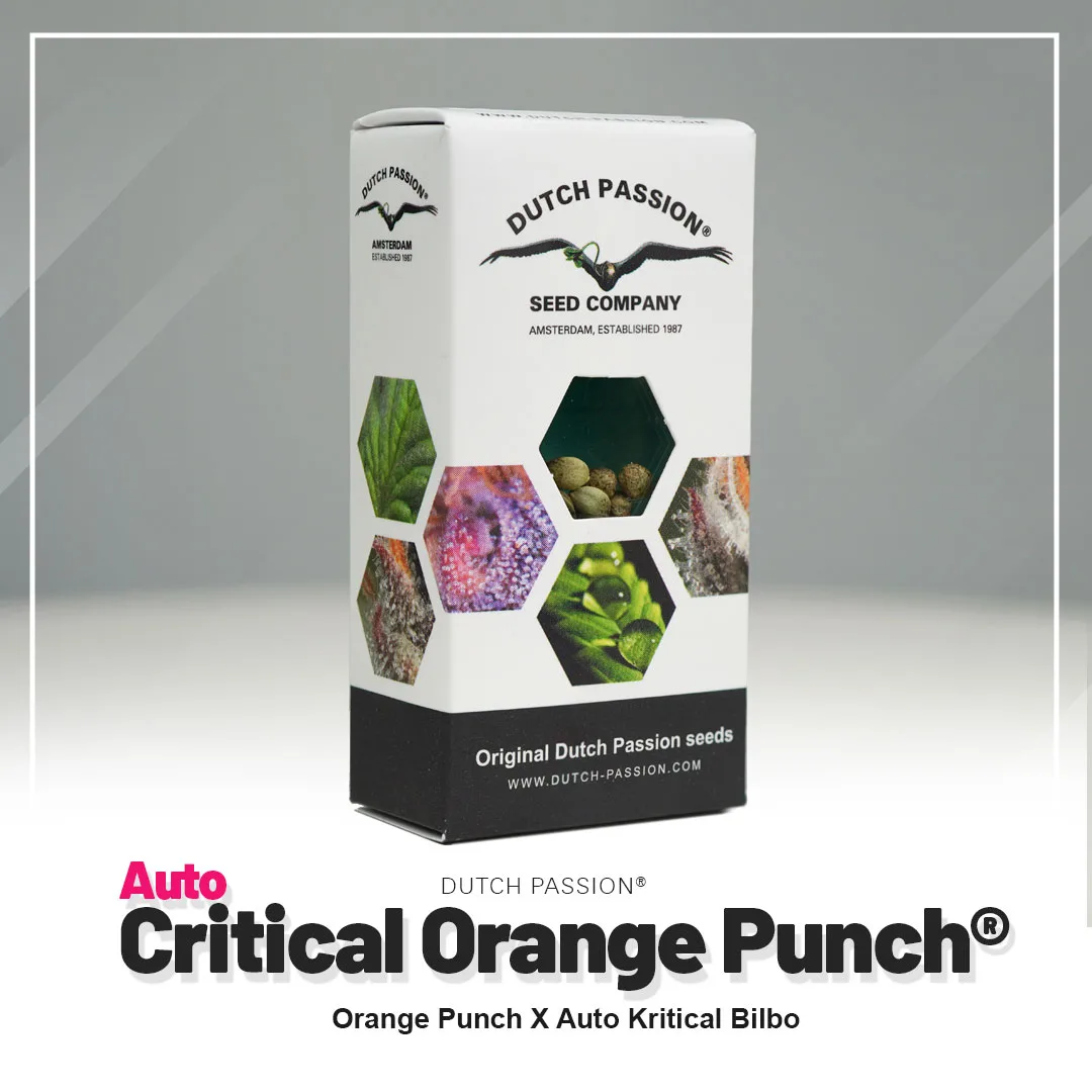 Auto Critical Orange Punch®