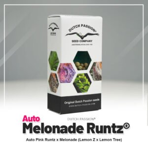 Auto Melonade Runtz