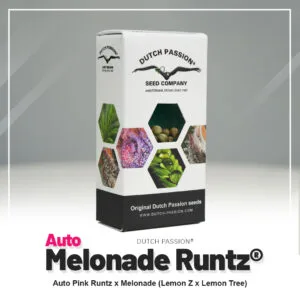 Auto Melonade Runtz