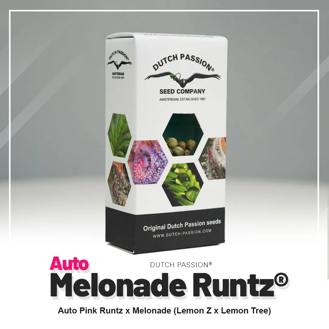Auto Melonade Runtz