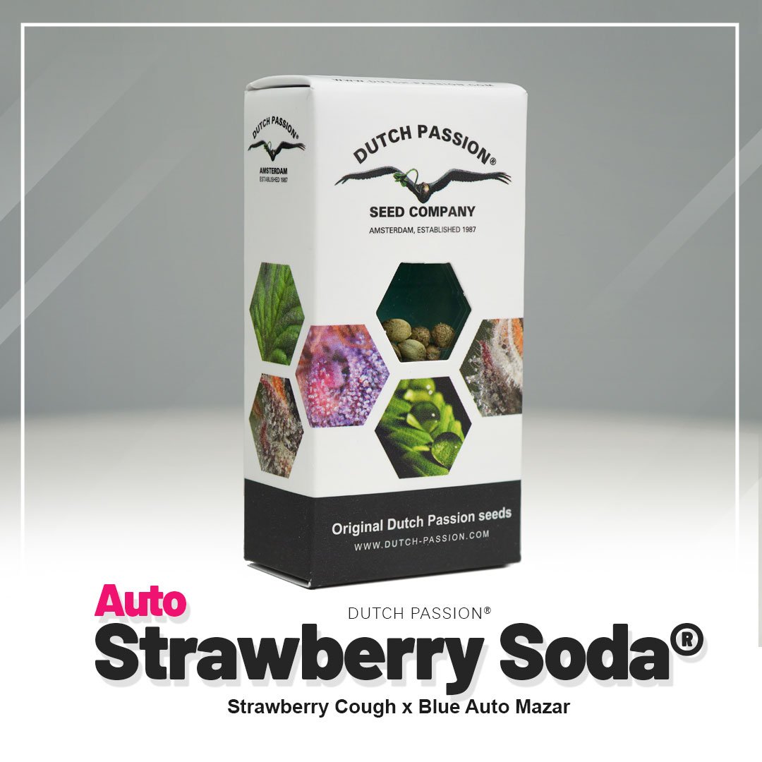 Auto Strawberry Soda