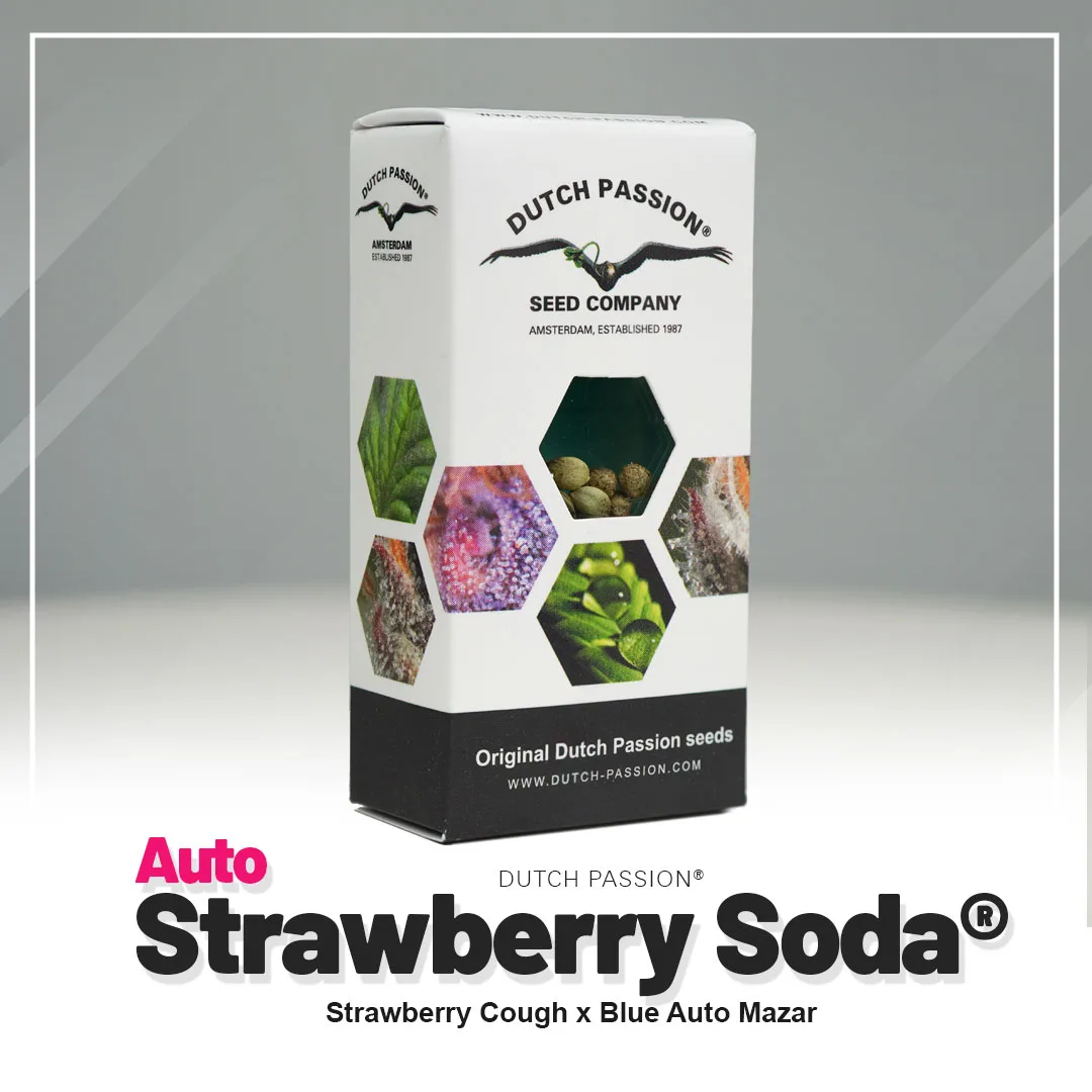 Auto Strawberry Soda