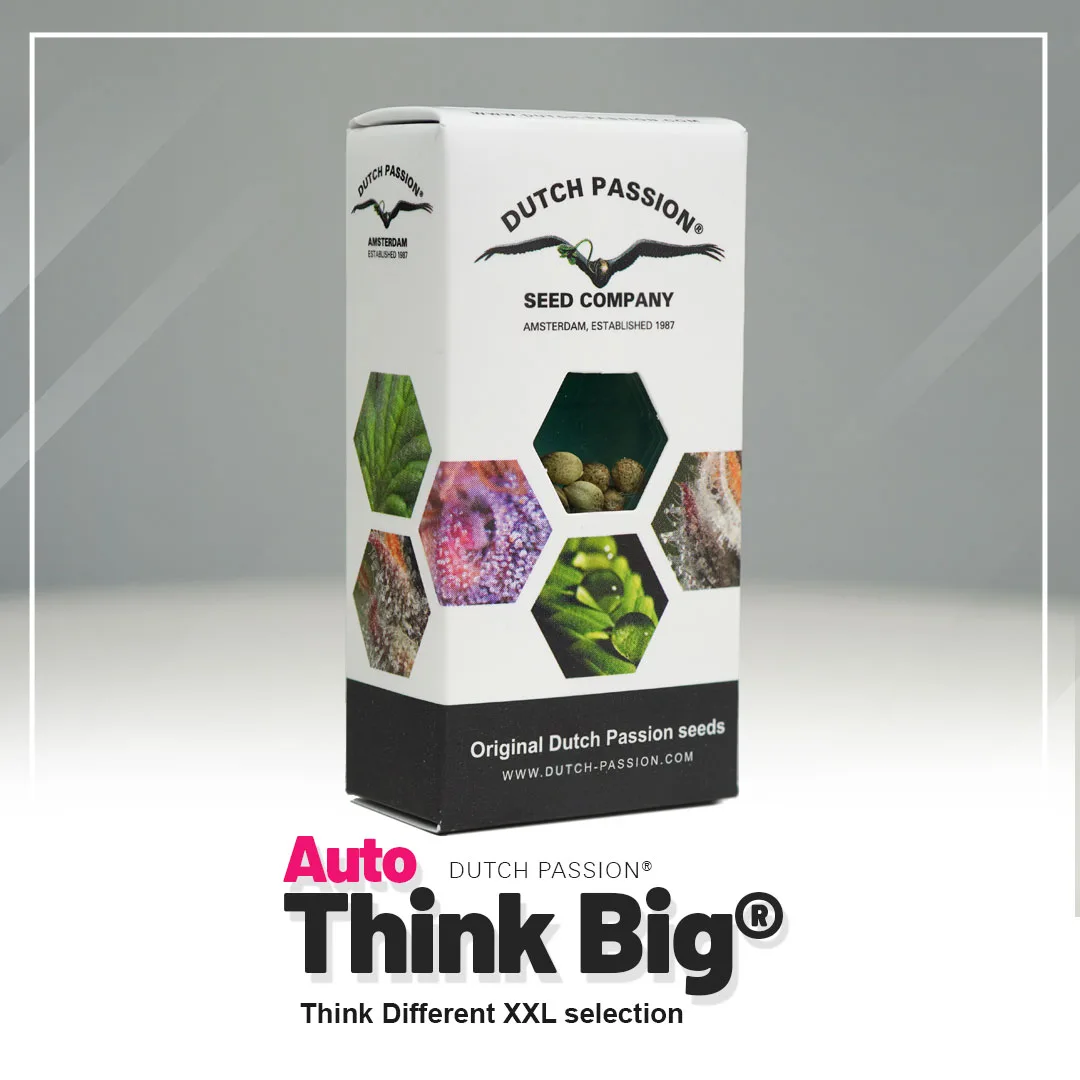 Auto Think Big®