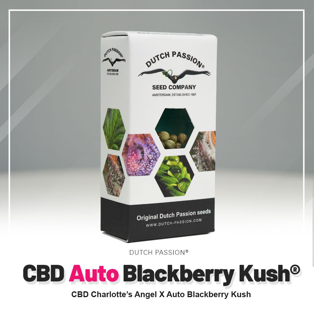 Auto Blackberry Kush®