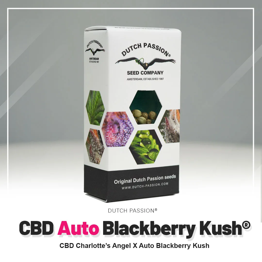 Auto Blackberry Kush®