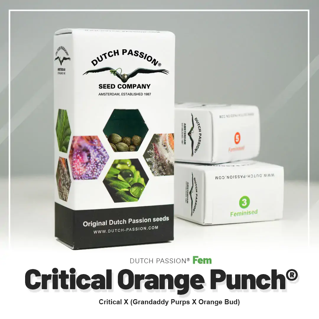 Critical Orange Punch®
