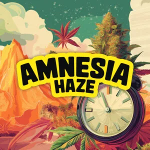 Amnesia Haze