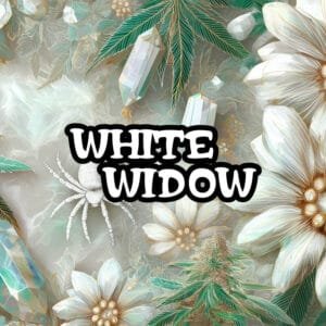 White Widow