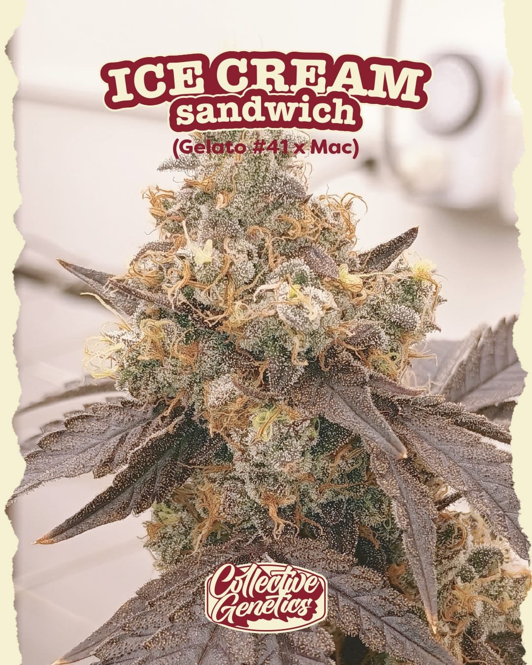 Ice Cream Sandwich - Imagem 2