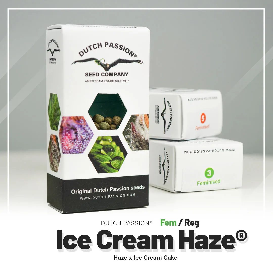 Ice Cream Haze