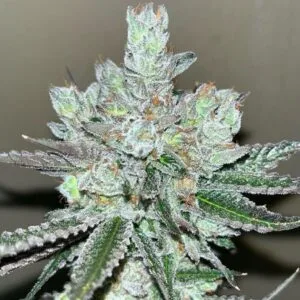 Kosher Popz
