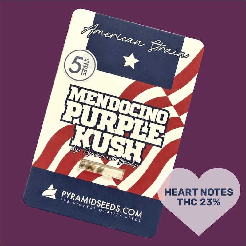 Mendocino Purple Kush