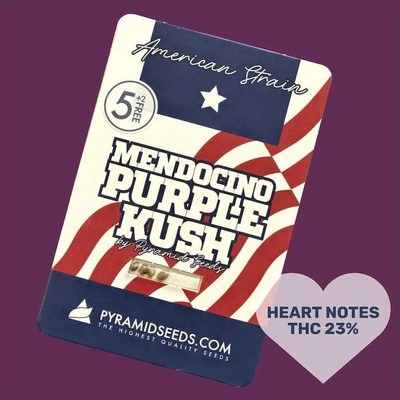 Mendocino Purple Kush