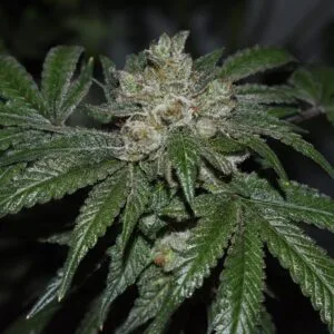 Old Red Sour