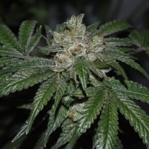 Old Red Sour