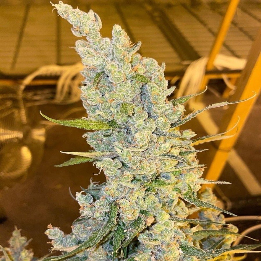 Oldman's Silver Haze '98