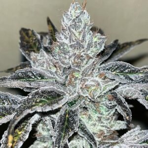 Oreoz Kosher