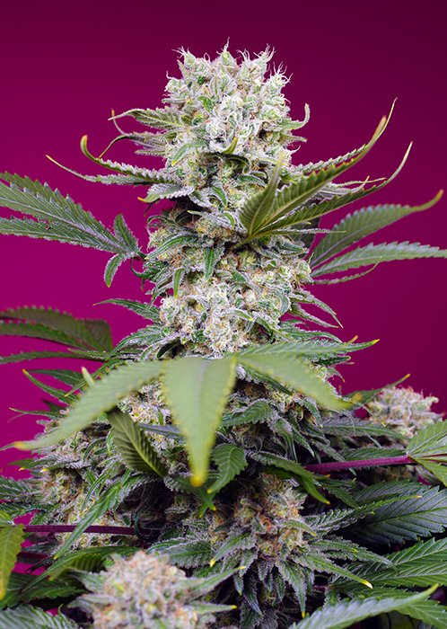 Sweet Mandarine Zkittlez XL® - Imagem 2