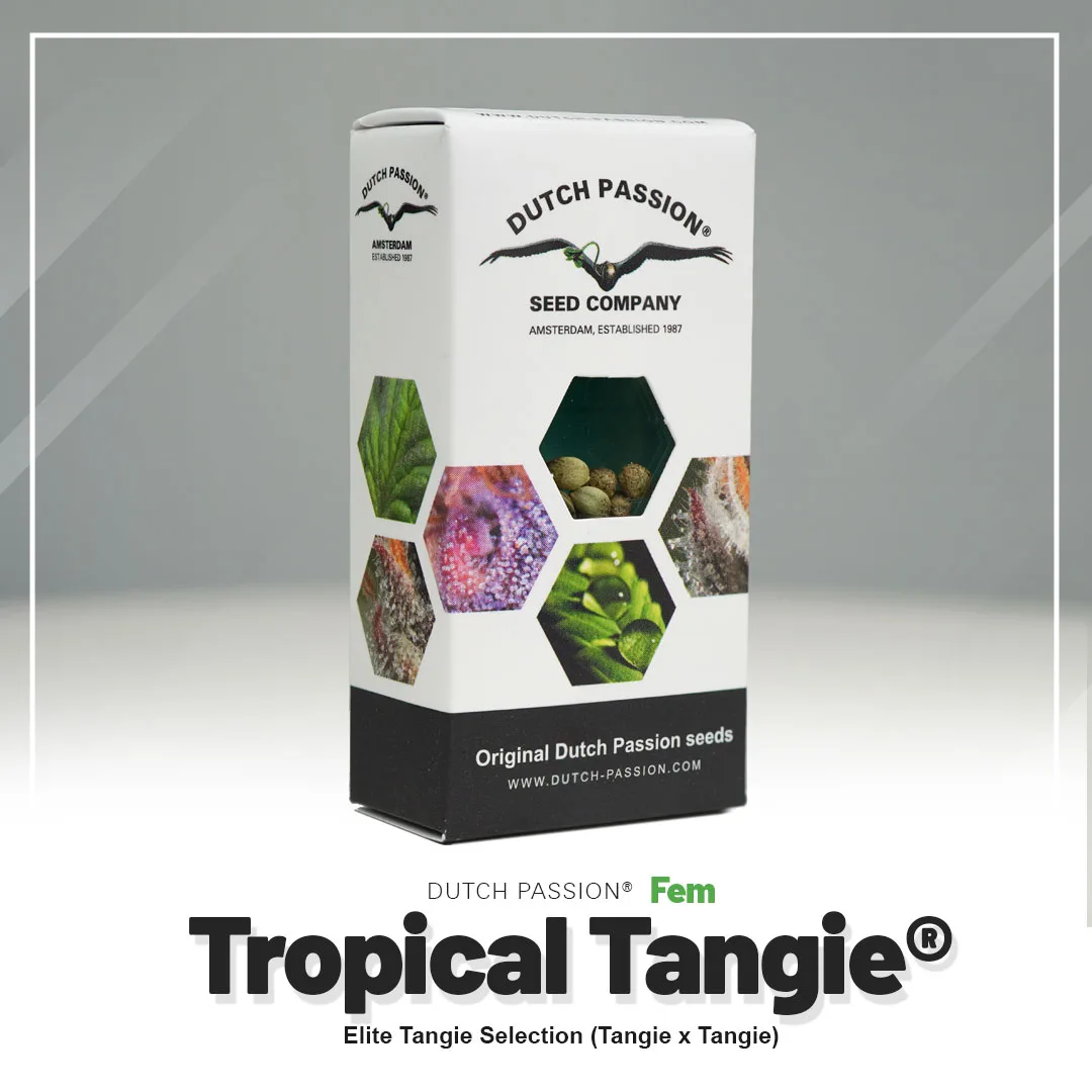 Tropical Tangie®